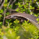 Taxa named by Geoff B. Patterson
