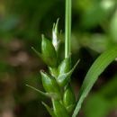 Taxa named by Göran Wahlenberg
