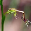 Arthrochilus