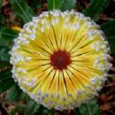 Taxa named by Carl Linnaeus the Younger