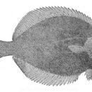 Arctic flounder