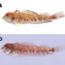 Taxa named by Chiang Min-Chia