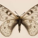 Taxa named by Andrey Avinoff