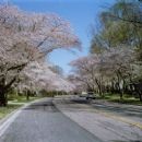 Levittown