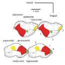 Late Triassic synapsids of Europe