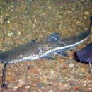 Fish of Bolivia