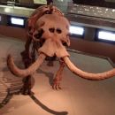 Insular dwarfism