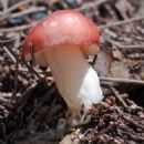 Fungi described in 1933