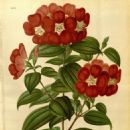 Taxa named by Alfred Cogniaux