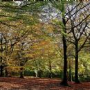 Forests and woodlands of West Yorkshire