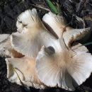 Fungi described in 1951