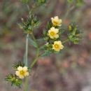 Linum strictum