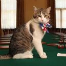 Individual cats in politics