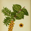 Coriaria nepalensis