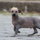 Ecuadorian Hairless Dog