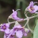 Taxa named by Henry George Smith
