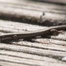 Reptiles of Dominica