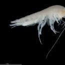 Crustaceans described in the 20th century