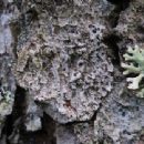 Taxa named by Andreas Frisch