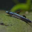 Taxa named by Chen I-Shiung