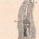 Animals described in 1938