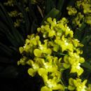 Orchids of Chiapas
