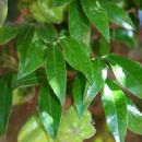 Taxa named by Frank White (botanist)