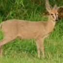 Common duiker