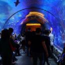 Aquaria in Nevada