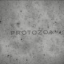 Protozoa Pictures