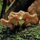 Taxa named by Greta Stevenson