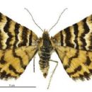 Taxa named by George Hudson