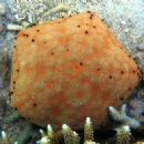 Starfish described in 1805