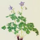 Endemic flora of Italy