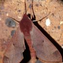 Insects of Zambia