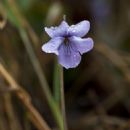 Flora of the Aleutian Islands