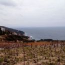 Croatian wine