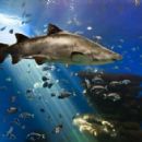 Aquaria in Spain