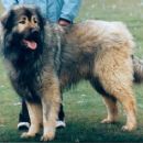 Animal breeds originating in North Macedonia