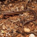 Taxa named by Dene Barrett Fry