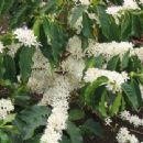 Agriculture in the Caribbean