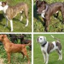 Dog breeds originating in North America