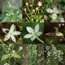Taxa named by Charles Baron Clarke