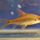Taxa named by Anjana Silva