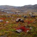 Canadian Arctic tundra