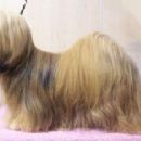 Lhasa Apso