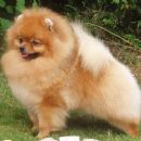 Pomeranian (dog)