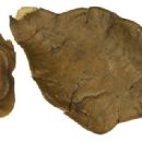 Taxa named by Hermann Harms
