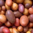 Crops originating from Peru