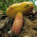 Fungi described in 1948